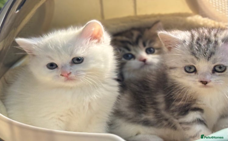 Munchkin cats - Advert 1