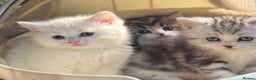 Munchkin cats for sale: Full Pedigree Munchkin Kittens  - Advert 3