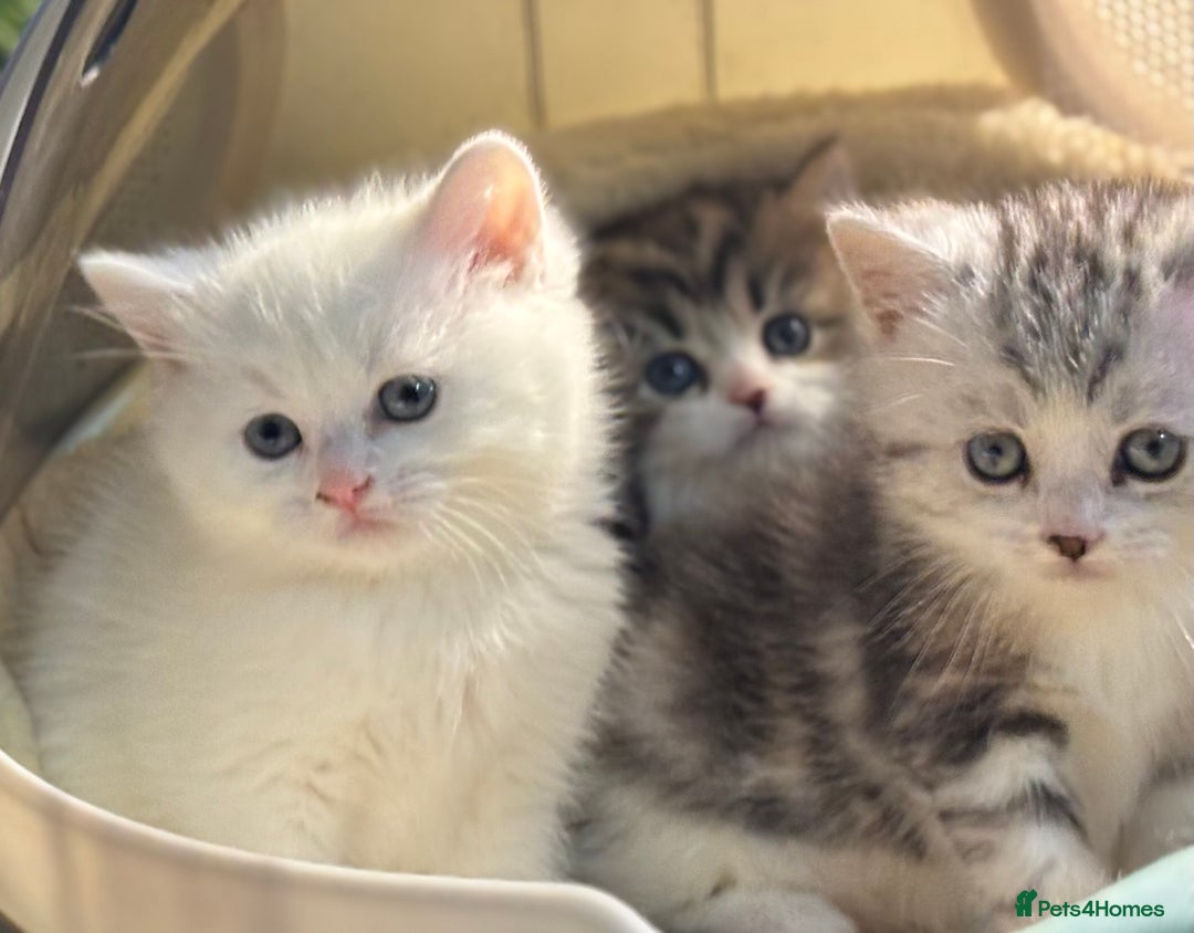 Munchkin cats for sale: Full Pedigree Munchkin Kittens  - Advert 3