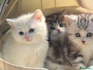 Munchkin cats Full Pedigree Munchkin Kittens - Advert 15