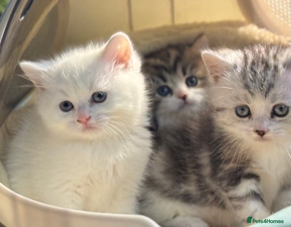 Munchkin cats - Advert 1