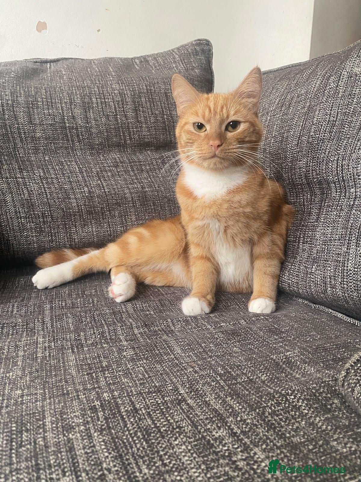 Mixed Breed cats Simba Ginger cat - Advert 1