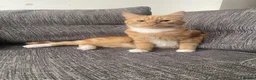 Mixed Breed cats for sale: Simba Ginger cat in London - Advert 1