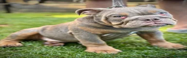 English Bulldog Puppy 6