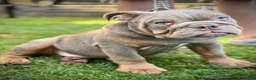 English Bulldog dogs for sale: LAST 4 🇬🇧 TOP 🩸English Bulldogs 🧬 - Advert 2
