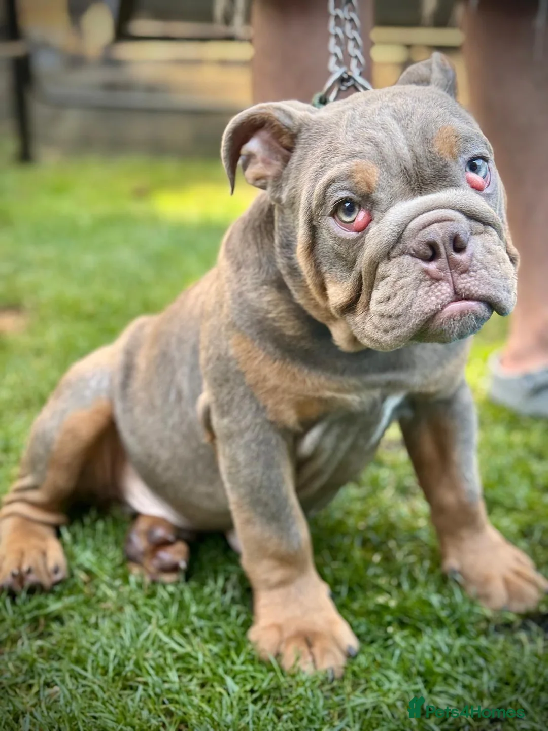 English Bulldog dogs for sale: LAST 4 🇬🇧 TOP 🩸English Bulldogs 🧬 - Advert 2