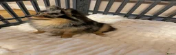 Pomchi dogs for sale: Beautiful Blue/Tan Pomeranian Merle Girl  - Advert 10