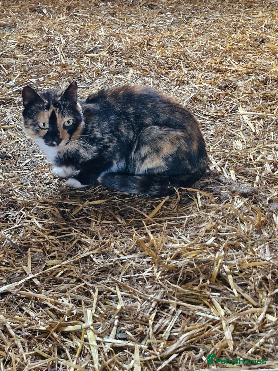 Mixed Breed cats for sale: Beautiful tabby female  - Advert 7