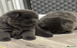 Chow Chow dogs for sale: Beautiful blue chow chow litter 💙 - Image 19