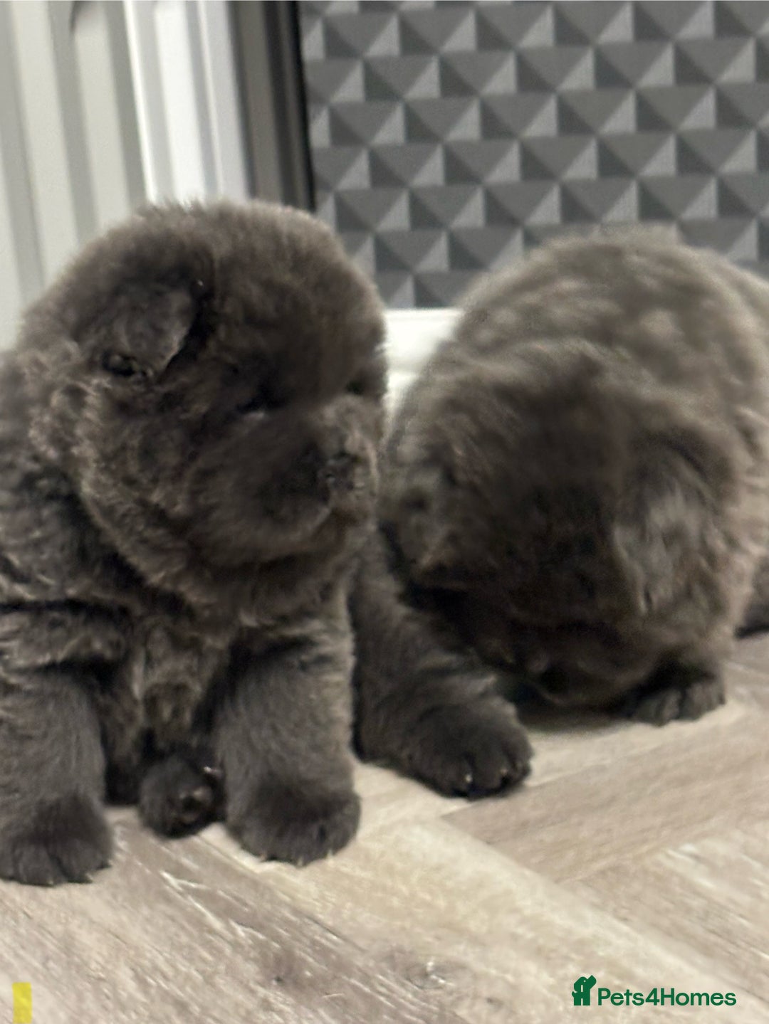 Chow Chow dogs for sale: Beautiful blue chow chow litter 💙 - Image 19
