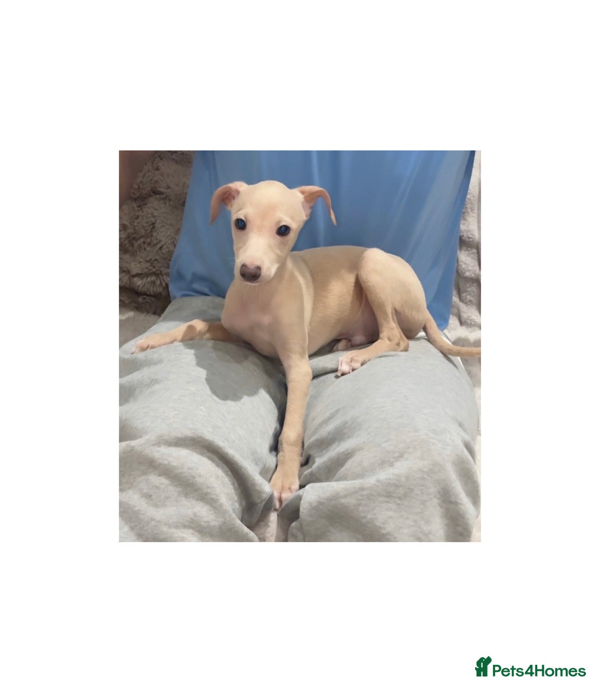 Italian Greyhound dogs STUNNING BOYS READY TO LEAVE💙💙 - Advert 11