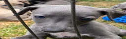 Whippet dogs for sale: Beautiful blue/brindle Whippets  - Advert 18