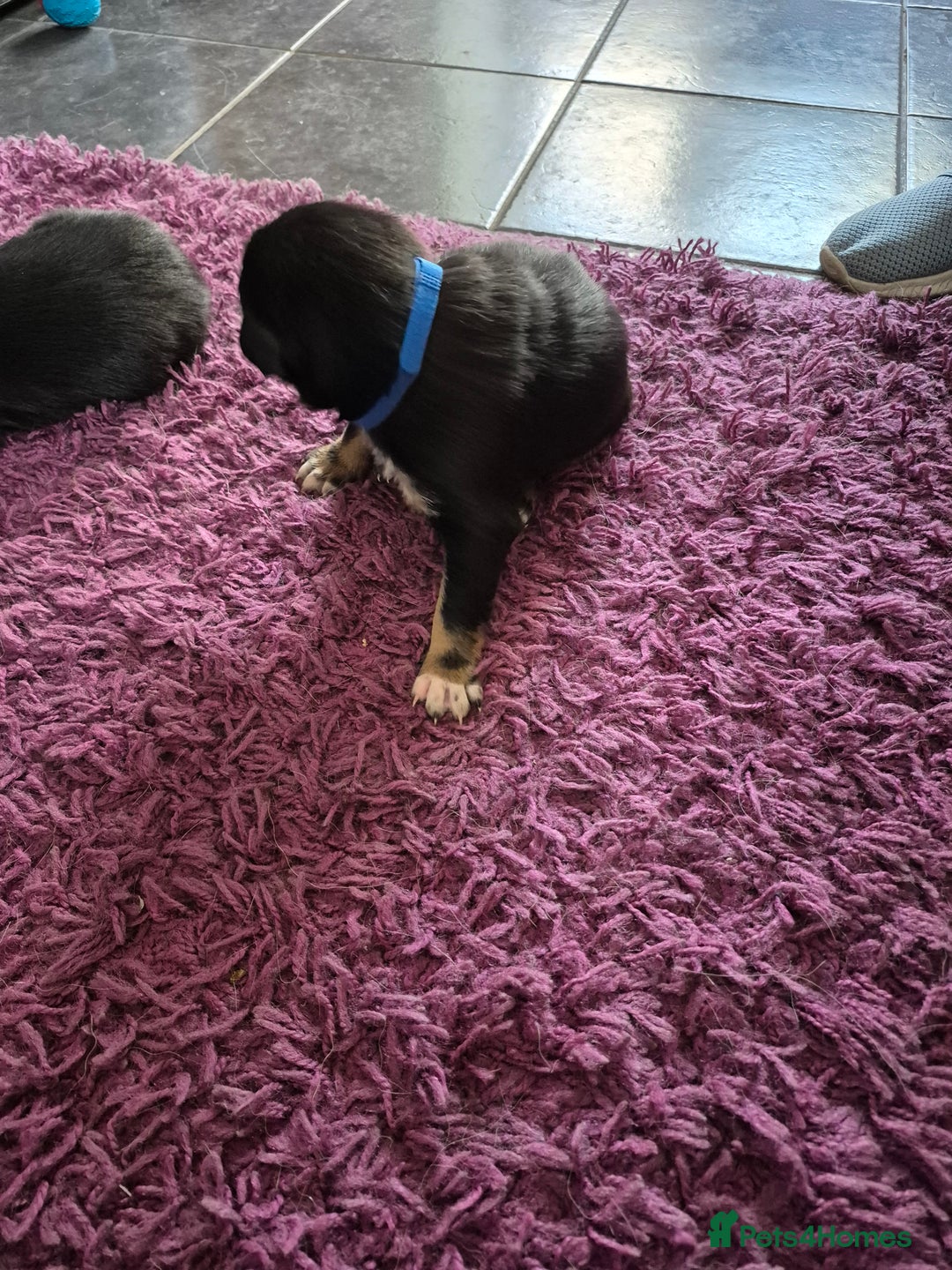 Mixed Breed dogs for sale: Collie x Kelpie Puppies ready to go 28th December  - Advert 15
