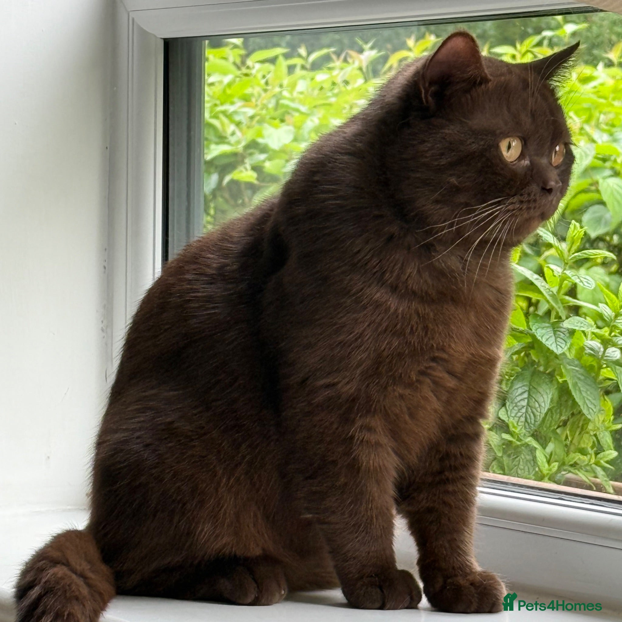 British Shorthair cats Chocolate Male BSH Neutered - Advert 11