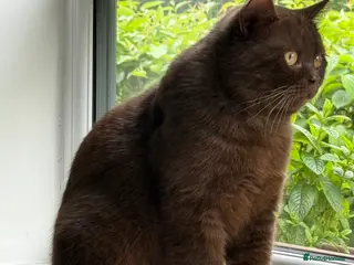 British Shorthair cats Chocolate Male BSH Neutered - Advert 18