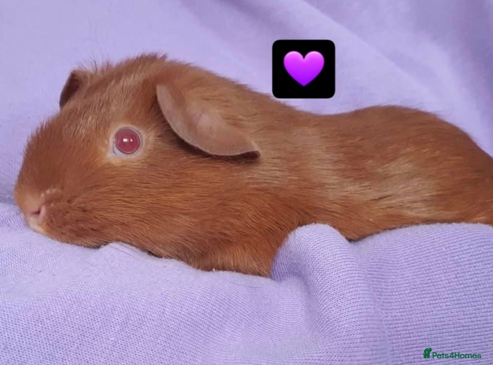 Guinea Pig rodents guinea pigs  - Advert 9