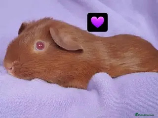 Guinea Pig rodents guinea pigs - Advert 9