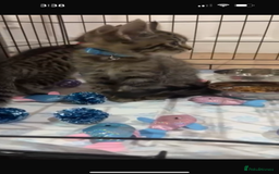 British Shorthair cats for sale: British Short hair crossbreed for sale (Male) - Image 6