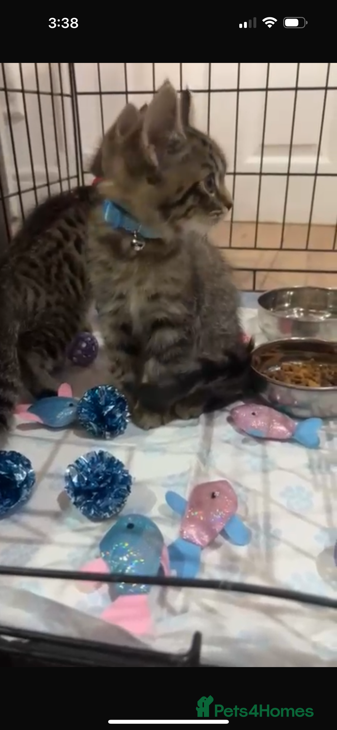 British Shorthair cats for sale: British Short hair crossbreed for sale (Male) - Image 6
