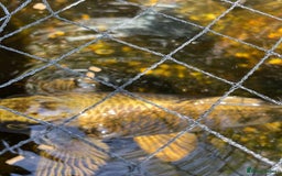 Koi Carp fish for sale: Japanese Koi Carp - Image 3