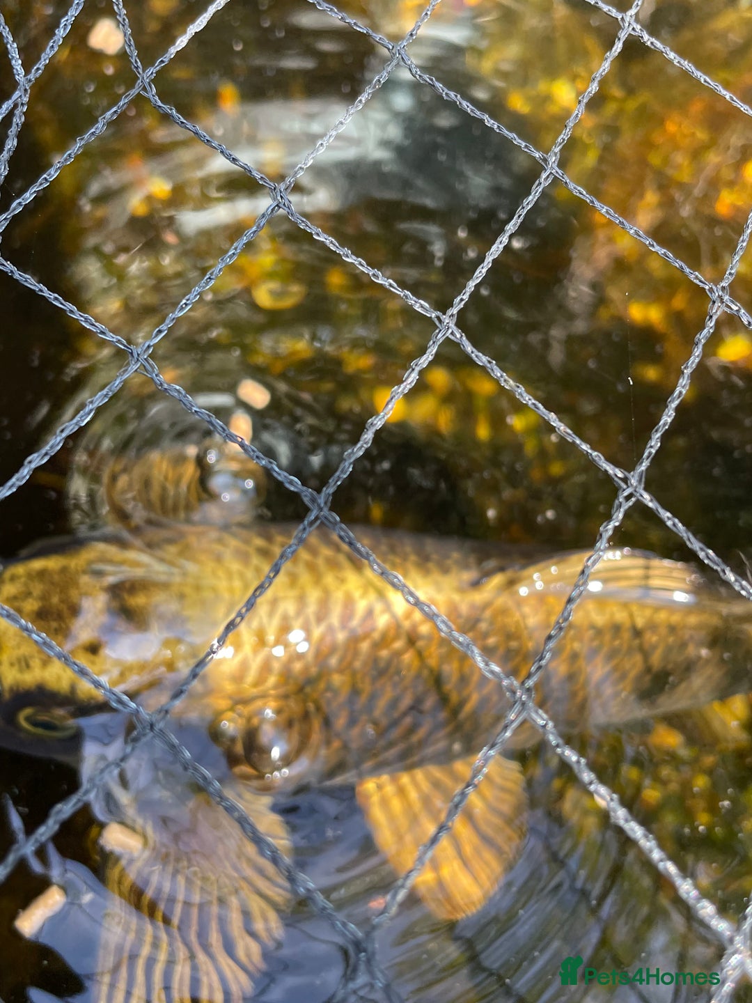 Koi Carp fish for sale: Japanese Koi Carp - Image 3