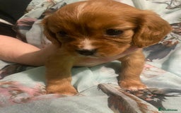 Cavalier King Charles Spaniel dogs for sale: Cavalier King Charles Spaniel Puppies - Advert 4