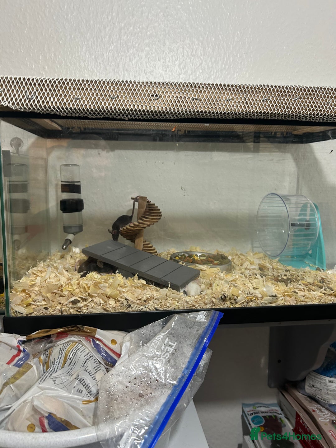 Mouse rodents for sale: Fancy mice - Advert 2