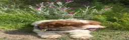 Cavapoo dogs for sale: Cavapoo F1b Puppies with Health Tested Parents - Advert 23