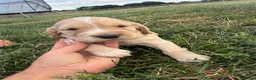 Cocker Spaniel dogs for sale: Cocker spaniel pups  in Castleford - Advert 9