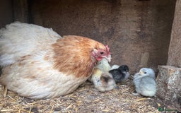 Chickens poultry for sale: 2 mum and 28 chicks for sale  - Image 1