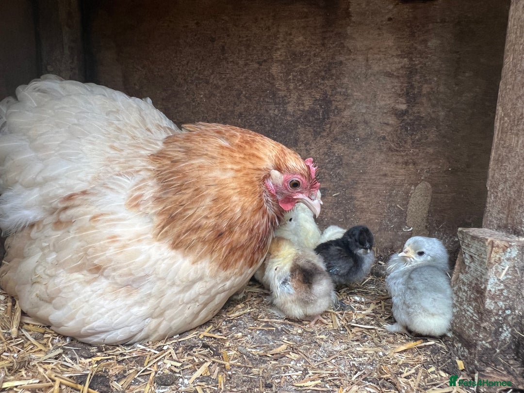 Chickens poultry for sale: 2 mum and 28 chicks for sale  - Image 1