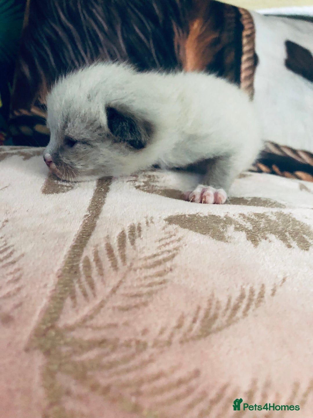 Ragdoll cats for sale: Ragdoll kittens  - Image 7