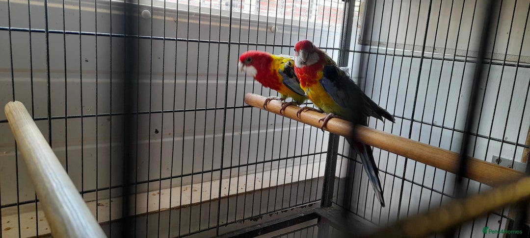 Parrots birds for sale: Golden rosellas  - Image 4
