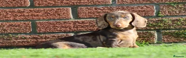 Miniature Dachshund 3