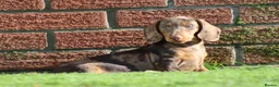Dachshund dogs for sale: MINIATURE DACHSHUND PUPPIES FOR SALE - Advert 36