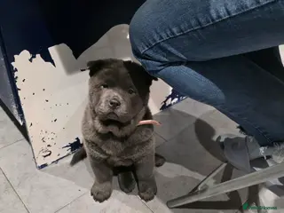 Chow Chow dogs 2 blue smooth left - Advert 8