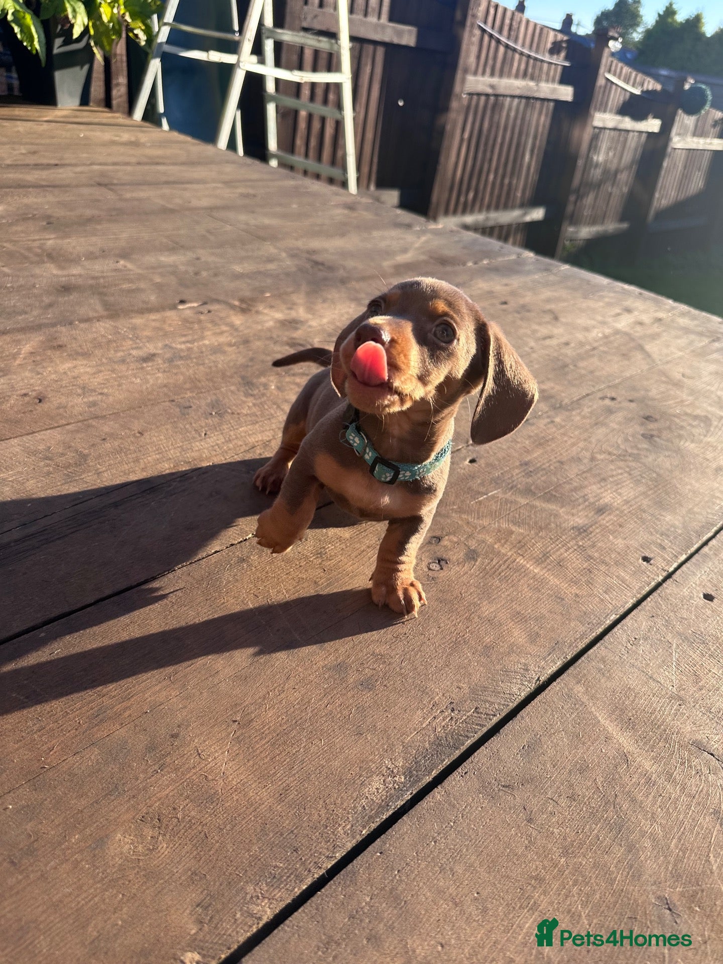 Miniature Dachshund dogs Ready now! Miniature Daxi PRA Clear  - Advert 13