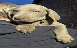 Weimaraner dogs for sale: Kc reg Weimaraner - Image 14