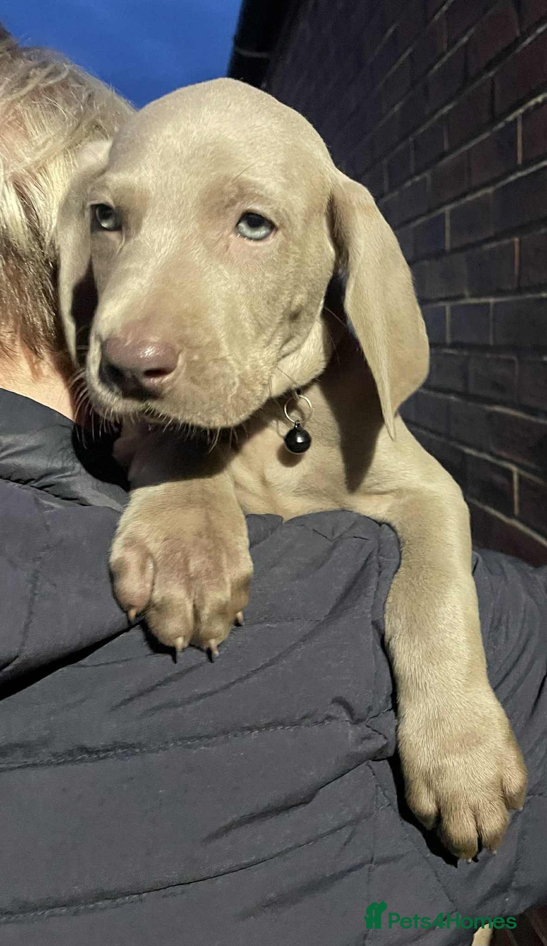 Weimaraner dogs for sale: Kc reg Weimaraner - Image 14