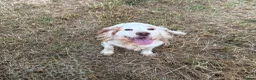 Cocker Spaniel dogs for sale: Tess  - Advert 1