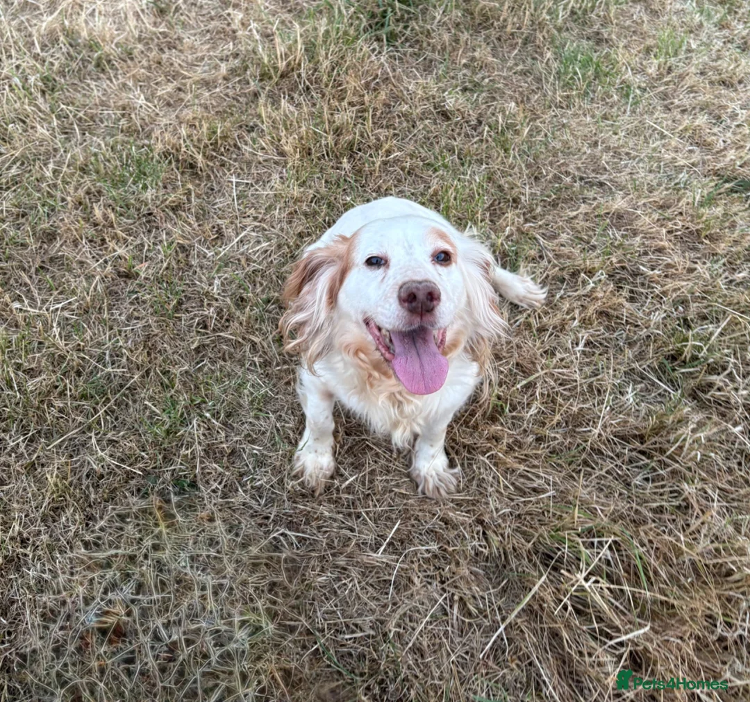 Cocker Spaniel dogs for sale: Tess  - Advert 1