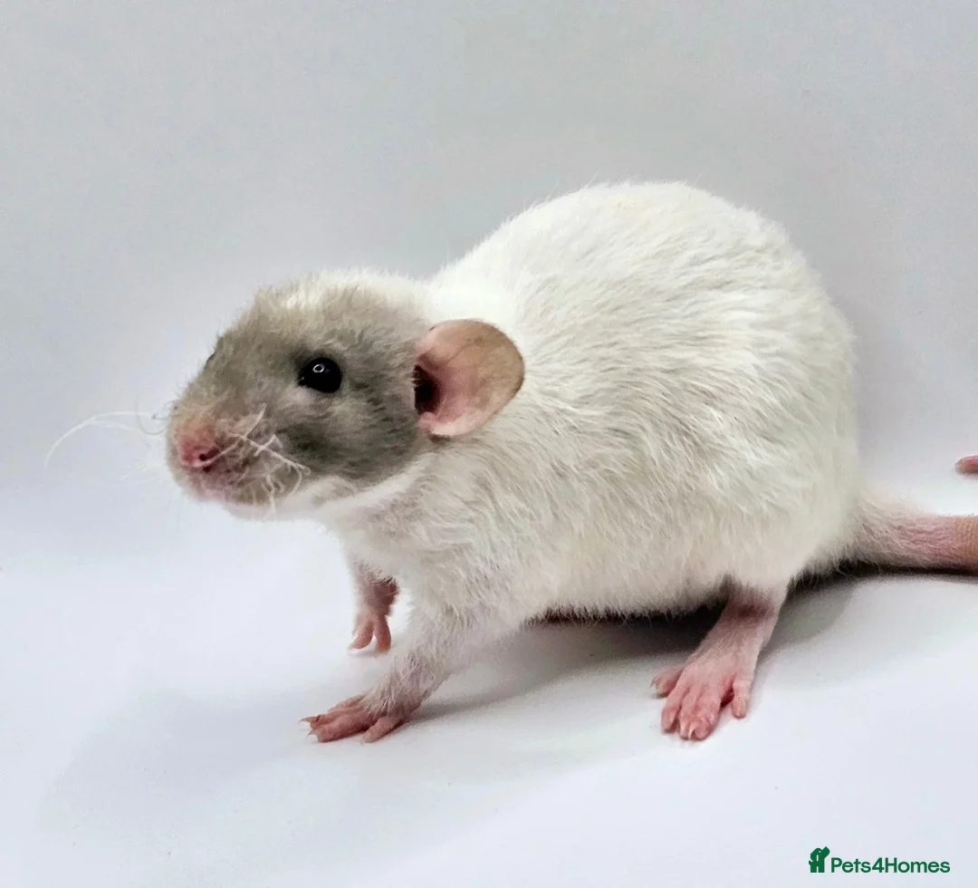 Rat rodents for sale: Rex, Smooth, Double Rex, Dumbo Baby Rats - Advert 1