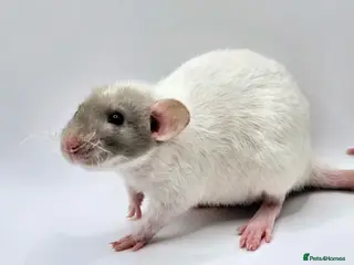 Rat rodents Rex, Smooth, Double Rex, Dumbo Baby Rats - Advert 9