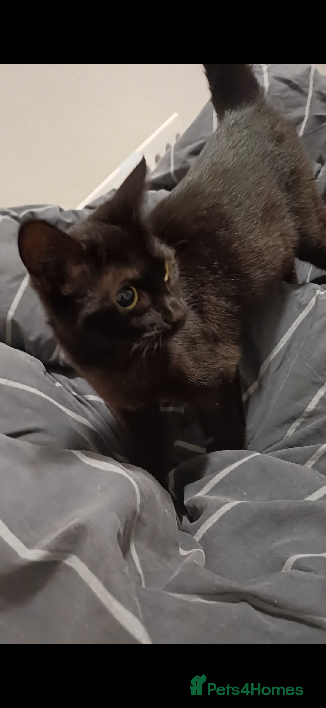 British Shorthair cats for sale: Two Cats - Advert 2