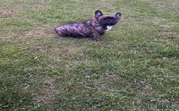 French Bulldog dogs for sale: 🏆KC registered, Standard French Bulldog Puppies🏆 - Image 39