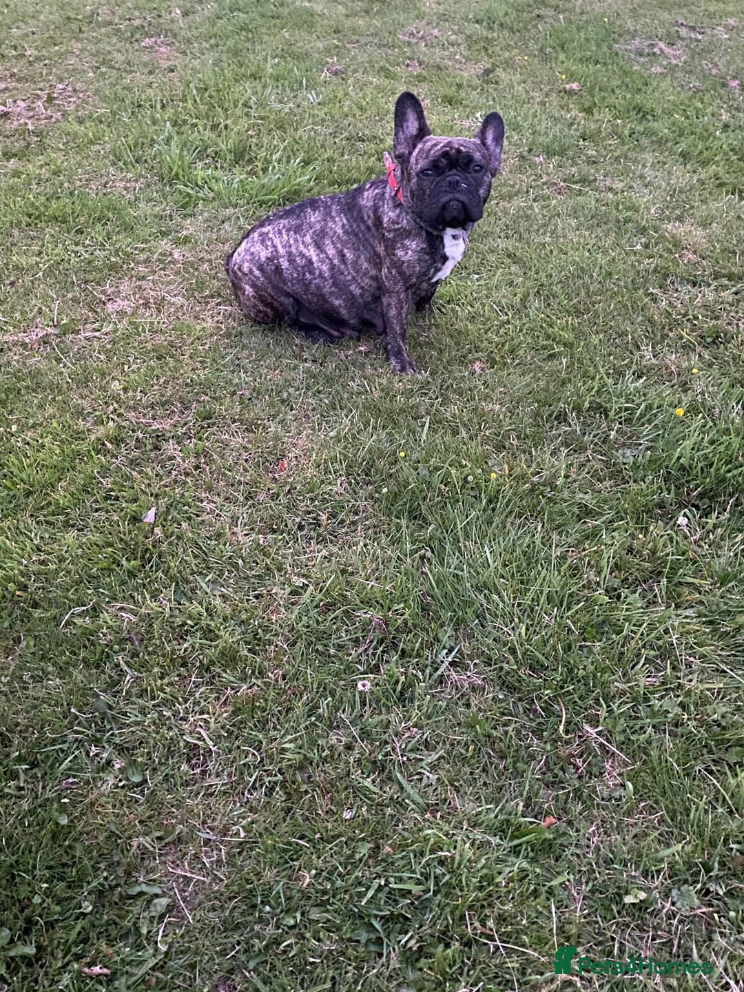 French Bulldog dogs for sale: 🏆KC registered, Standard French Bulldog Puppies🏆 - Image 39