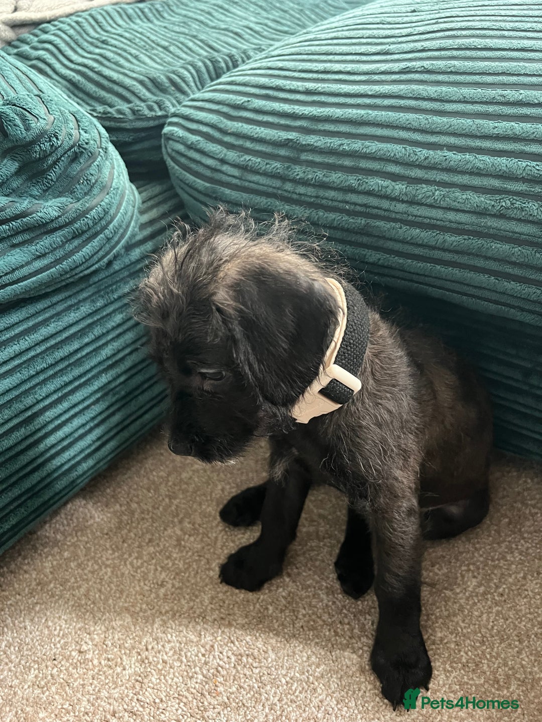 Mixed Breed dogs for sale: Jackapoo - Image 1