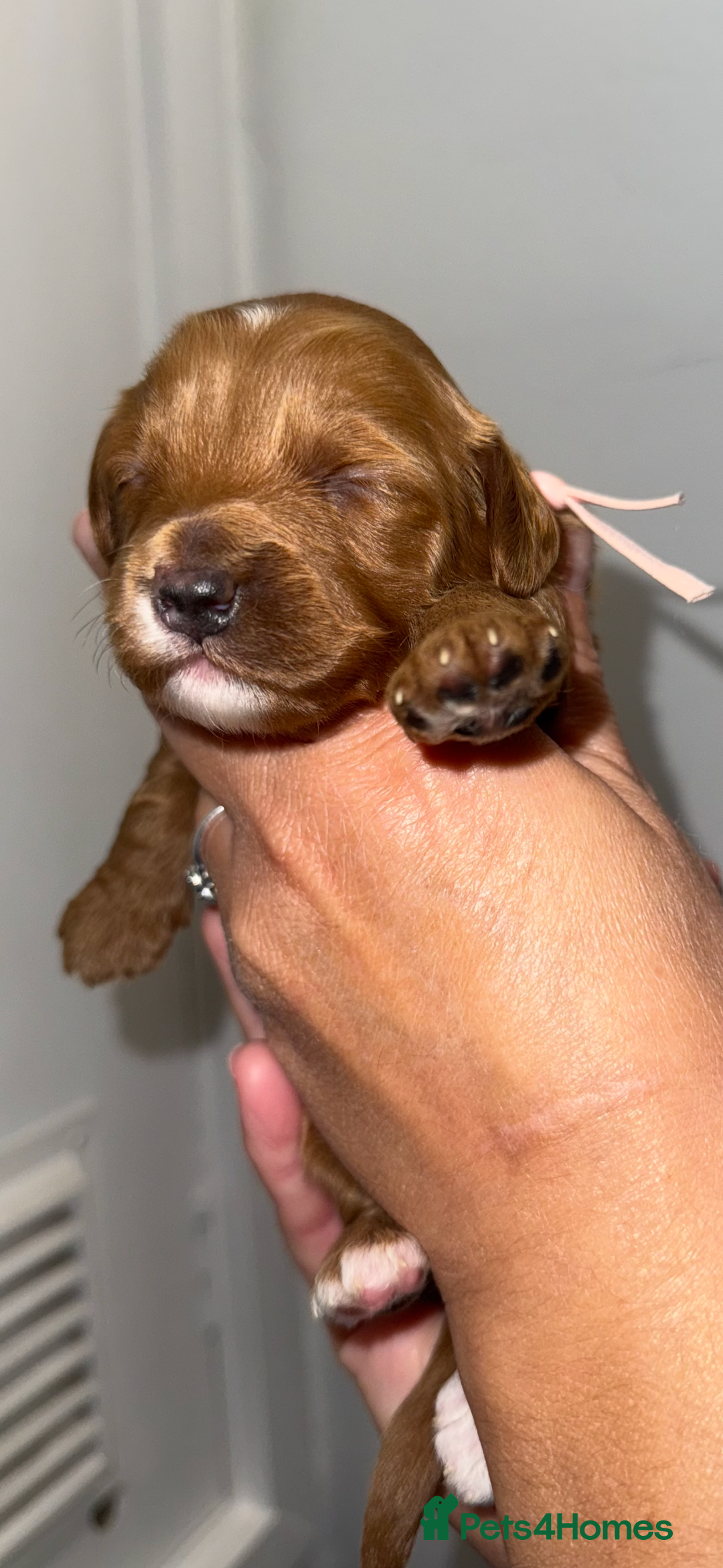 Australian Labradoodle dogs for sale: Stunning Labradoodle puppies - Advert 11