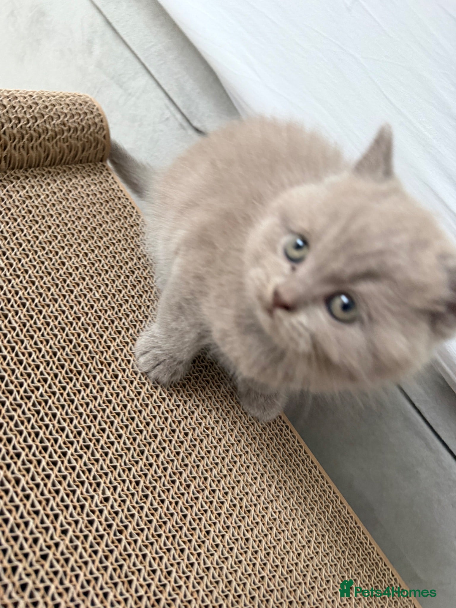 British Shorthair cats Beautiful British Shorthair lilac boy Kitten left - Advert 4