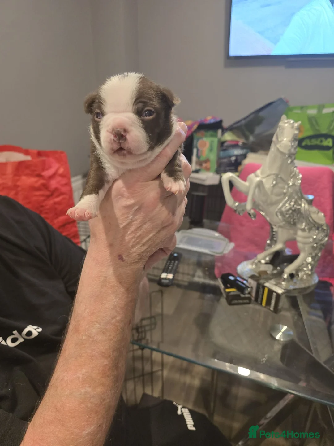 Boston Terrier dogs for sale: BEAUTIFUL BOSTON TERRIER PUPS  - Advert 36